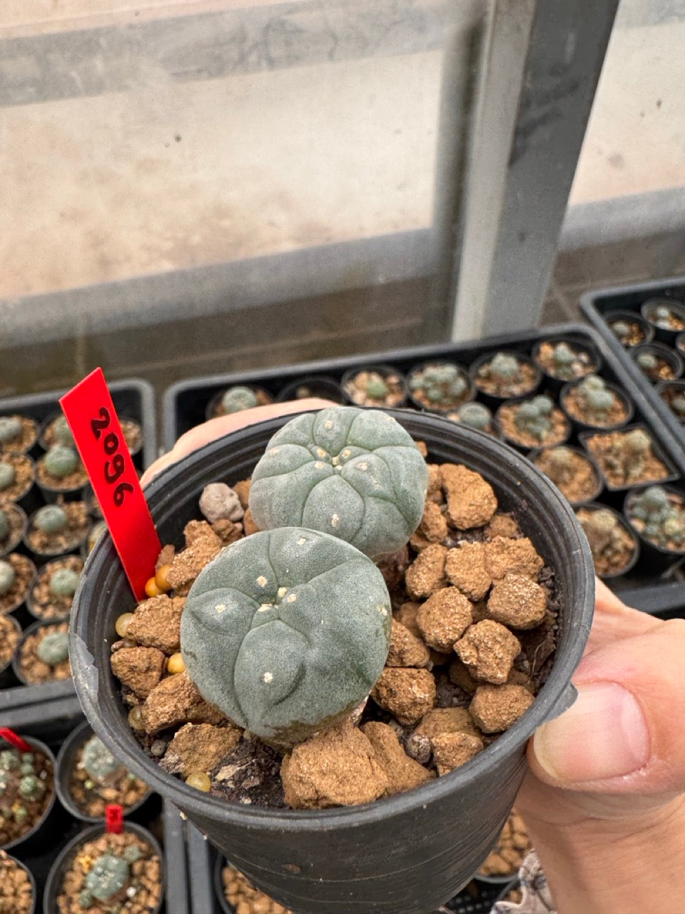Lophophora williamsii – Peyote Cactus (3-4 cm, Own Root)