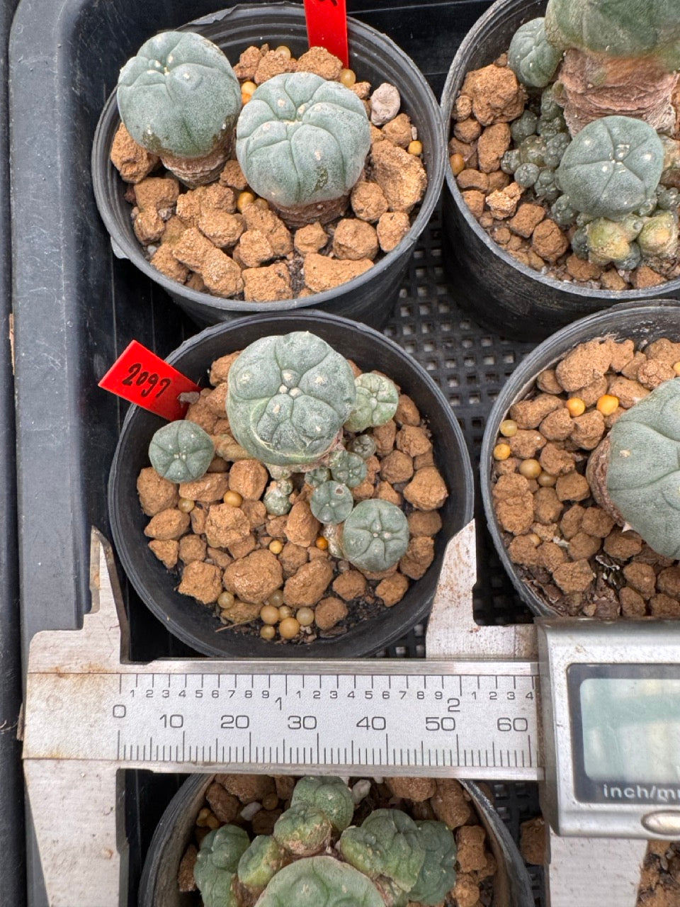 Lophophora williamsii – Peyote Cactus (3-4 cm, Own Root)