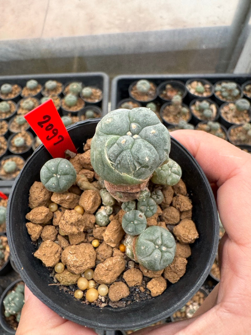 Lophophora williamsii – Peyote Cactus (3-4 cm, Own Root)