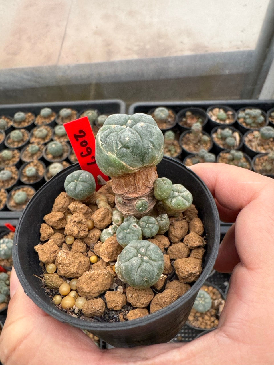 Lophophora williamsii – Peyote Cactus (3-4 cm, Own Root)