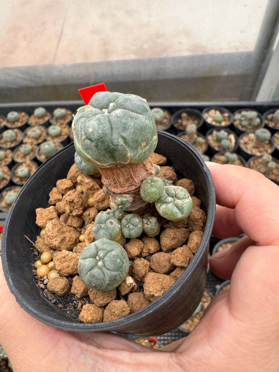 Lophophora williamsii – Peyote Cactus (3-4 cm, Own Root)