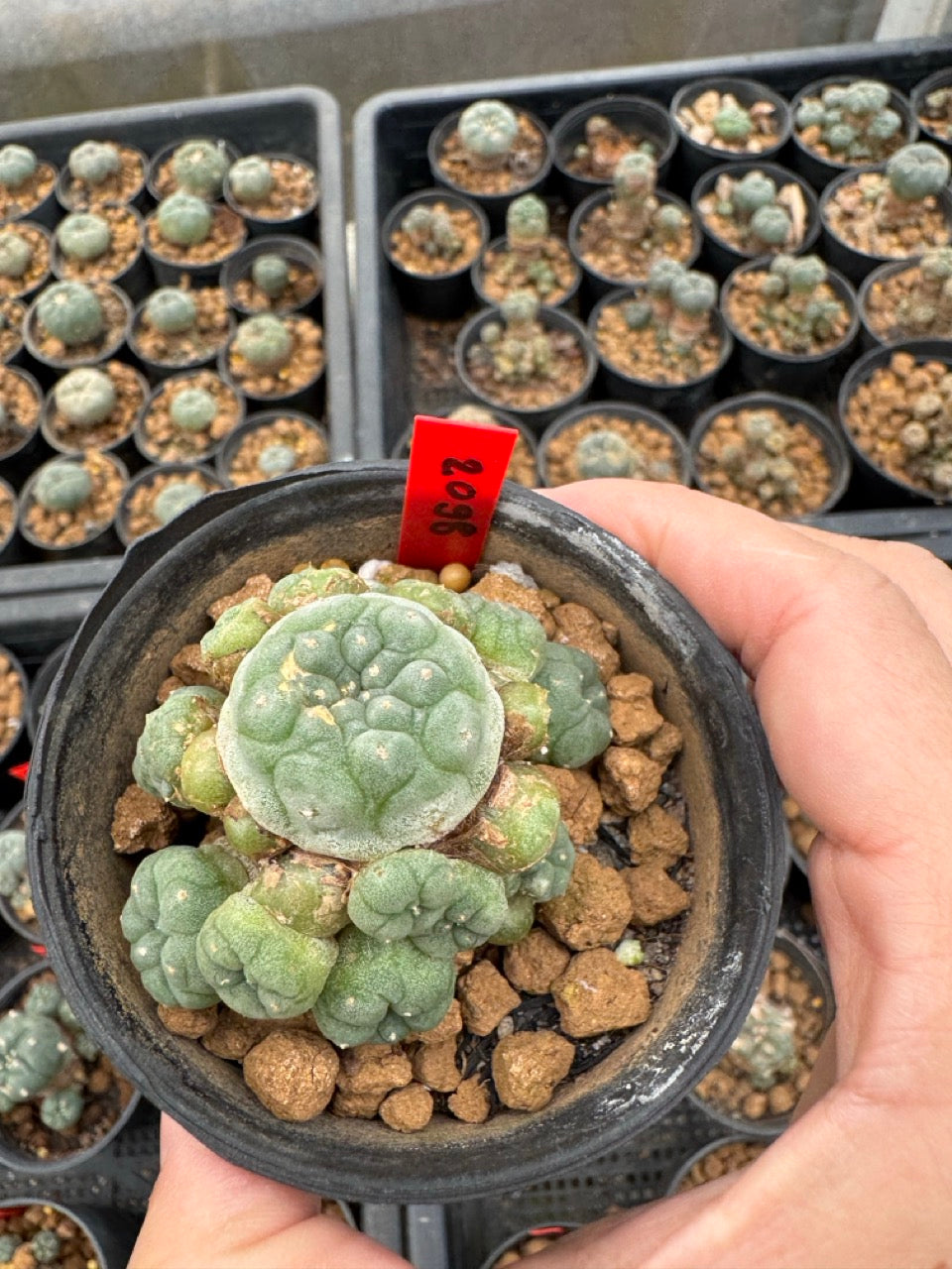 Lophophora williamsii – Peyote Cactus (3-4 cm, Own Root)