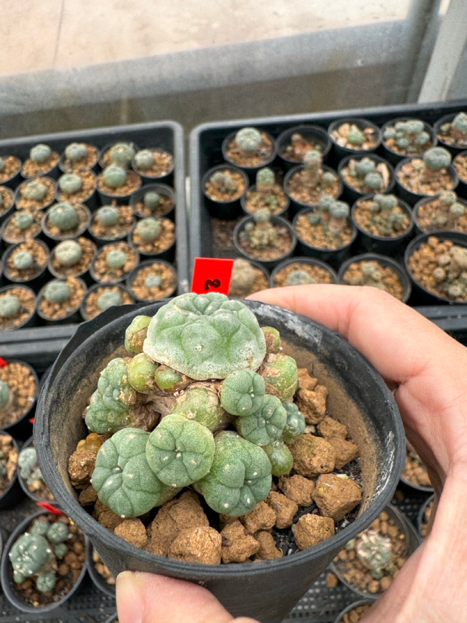 Lophophora williamsii – Peyote Cactus (3-4 cm, Own Root)