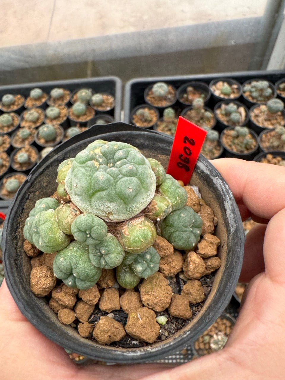 Lophophora williamsii – Peyote Cactus (3-4 cm, Own Root)
