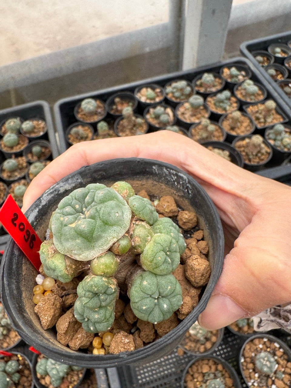 Lophophora williamsii – Peyote Cactus (3-4 cm, Own Root)