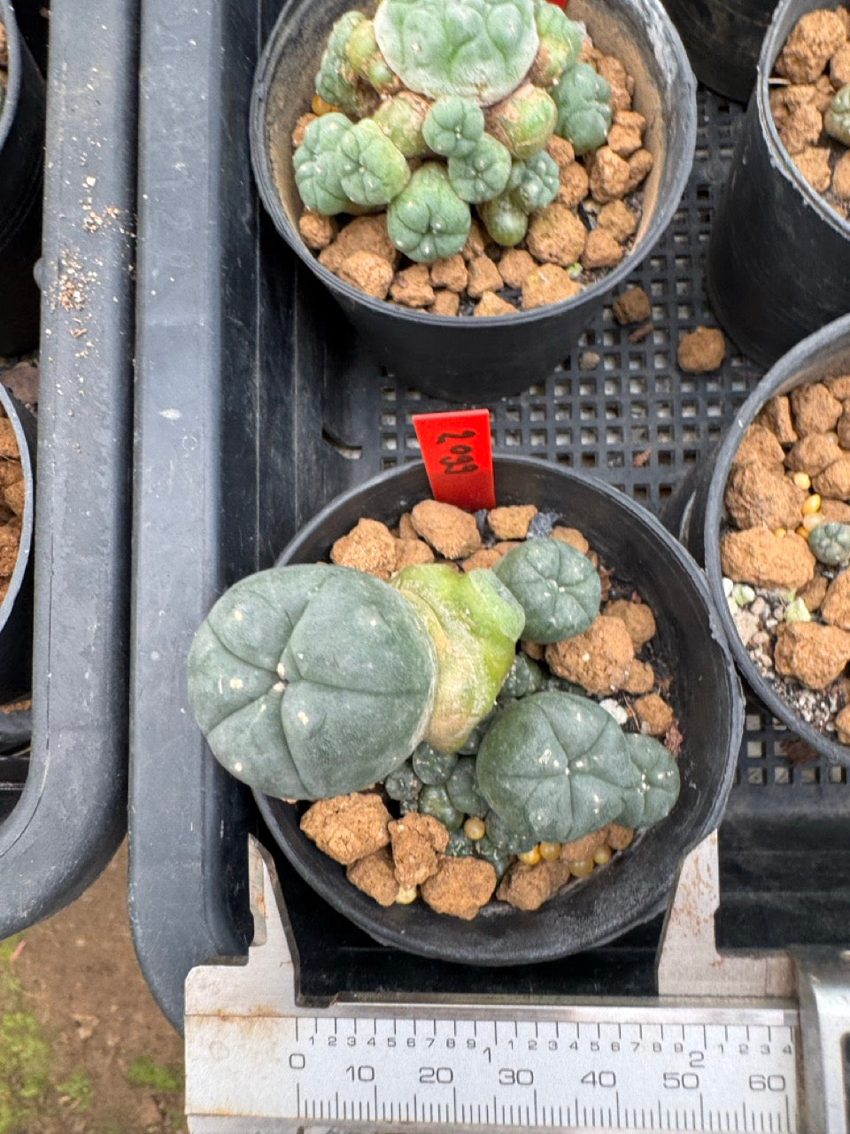 Lophophora williamsii – Peyote Cactus (3-4 cm, Own Root)