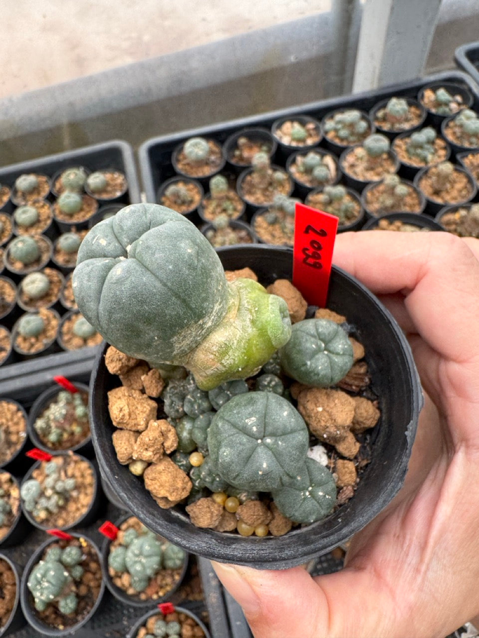 Lophophora williamsii – Peyote Cactus (3-4 cm, Own Root)