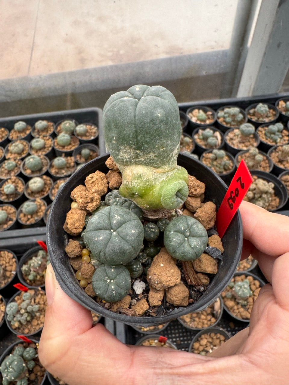 Lophophora williamsii – Peyote Cactus (3-4 cm, Own Root)