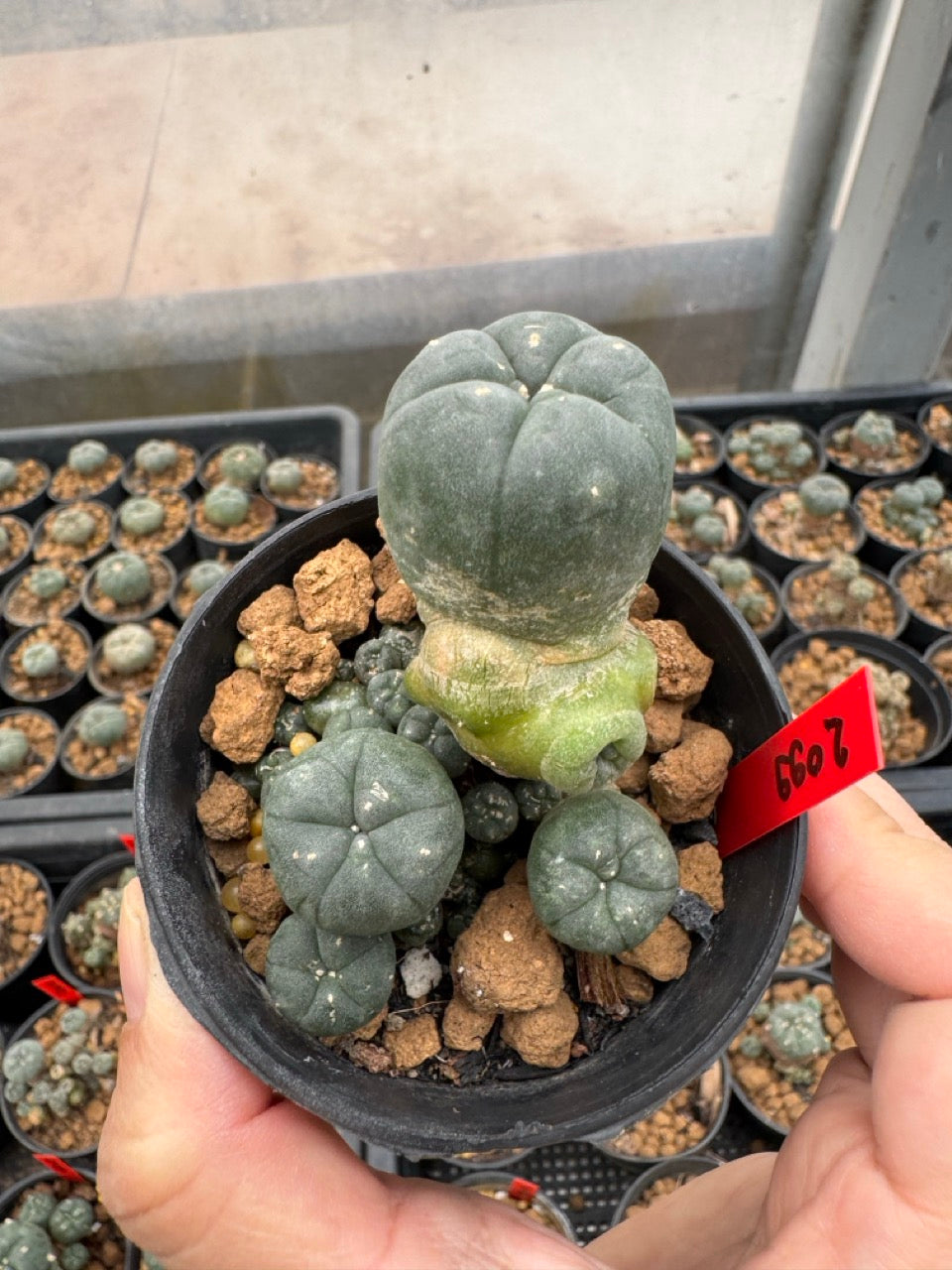 Lophophora williamsii – Peyote Cactus (3-4 cm, Own Root)