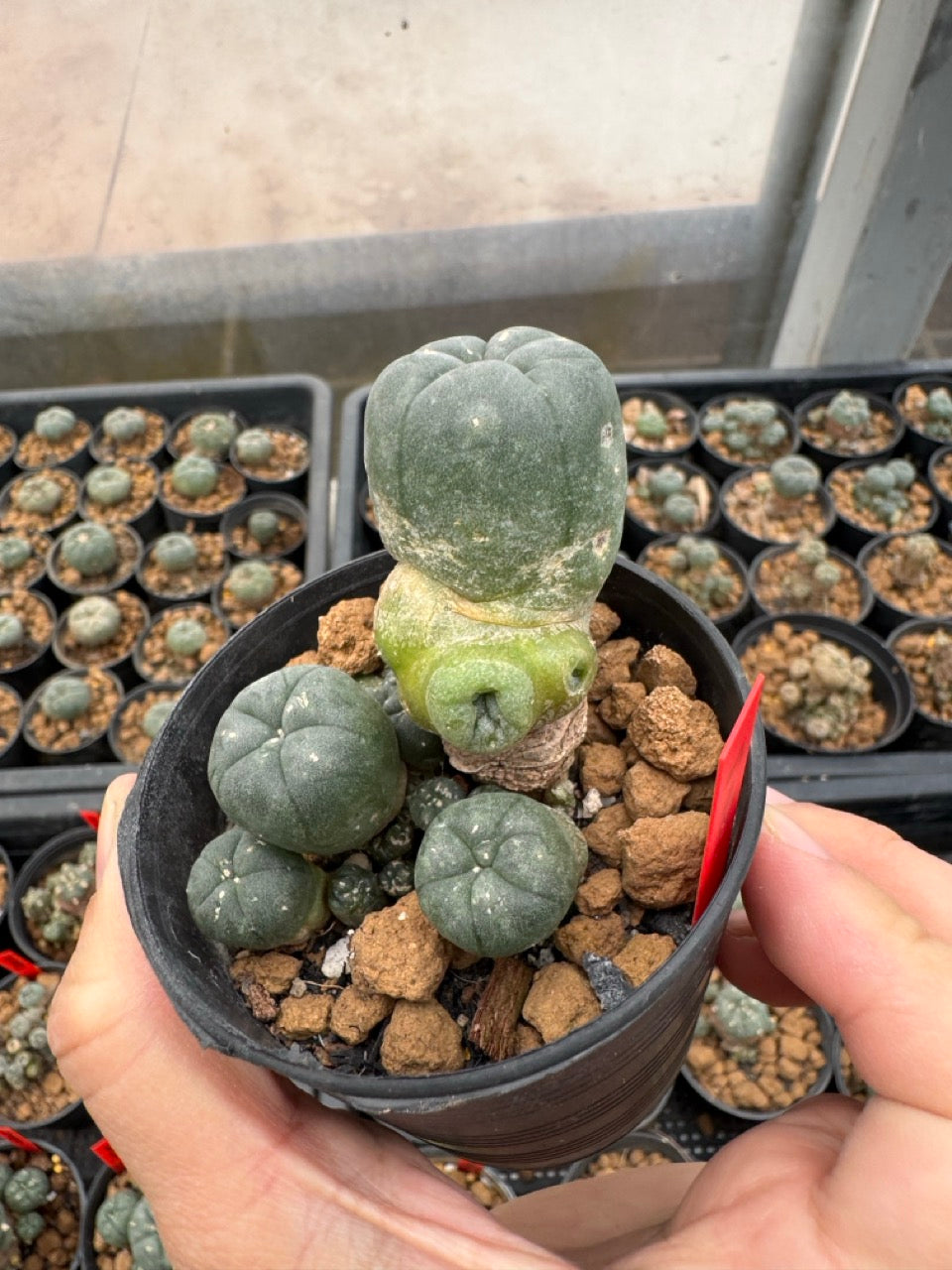 Lophophora williamsii – Peyote Cactus (3-4 cm, Own Root)