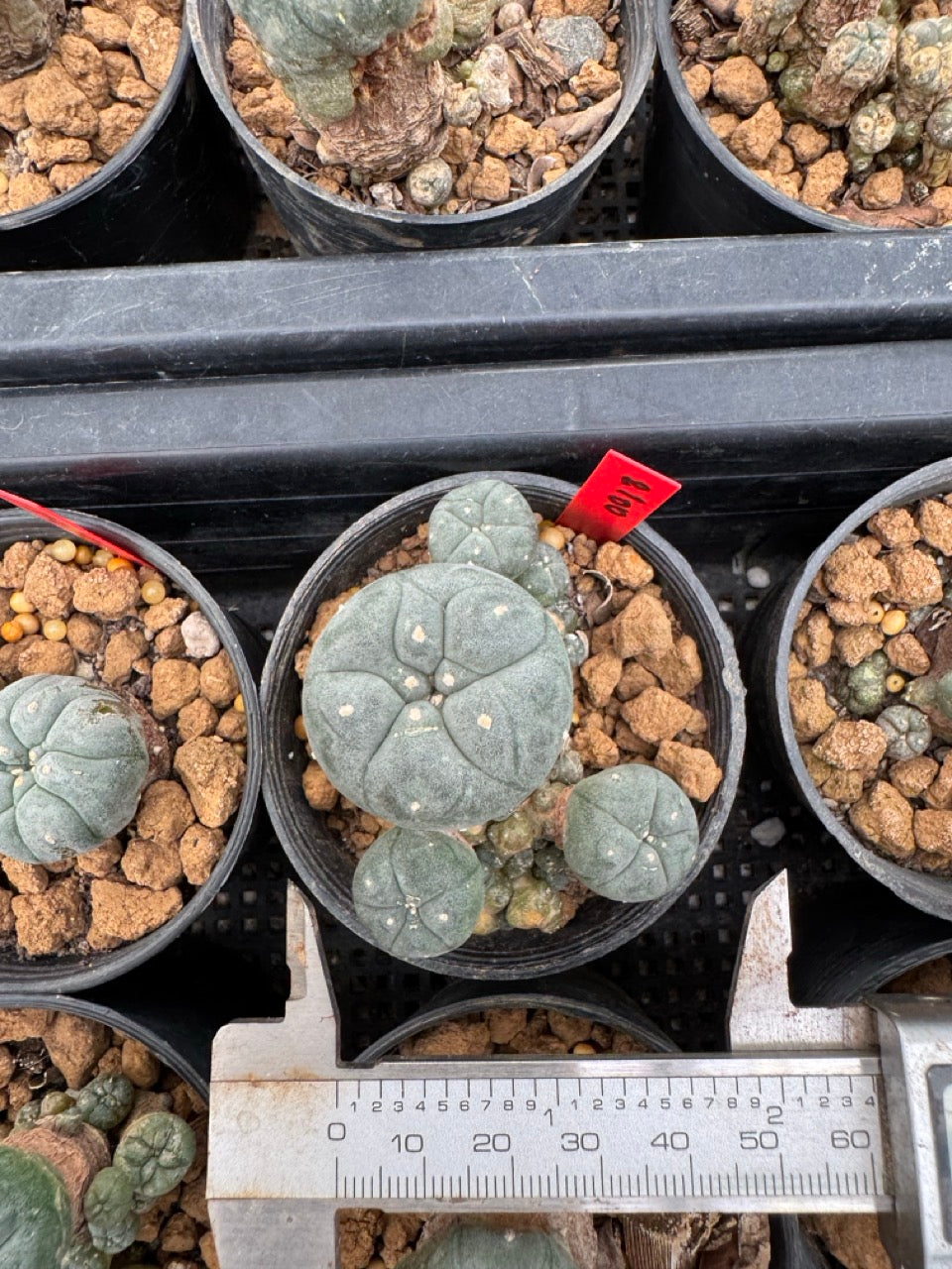 Lophophora williamsii – Peyote Cactus (3-4 cm, Own Root)