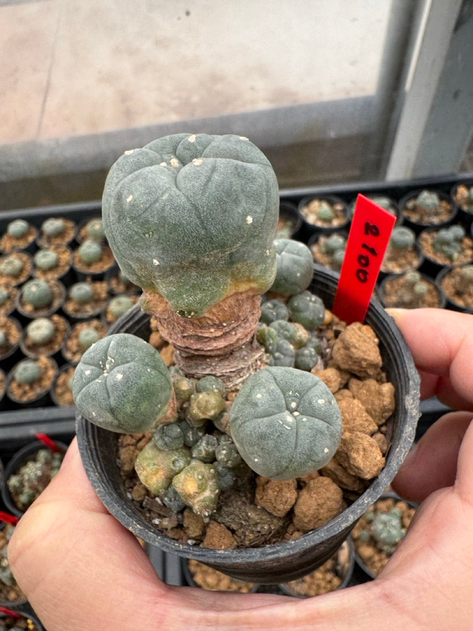 Lophophora williamsii – Peyote Cactus (3-4 cm, Own Root)