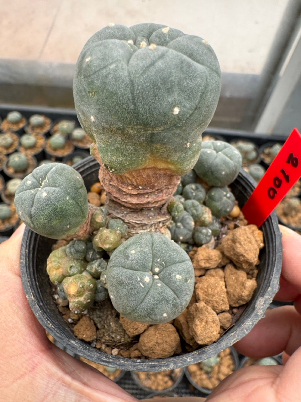 Lophophora williamsii – Peyote Cactus (3-4 cm, Own Root)