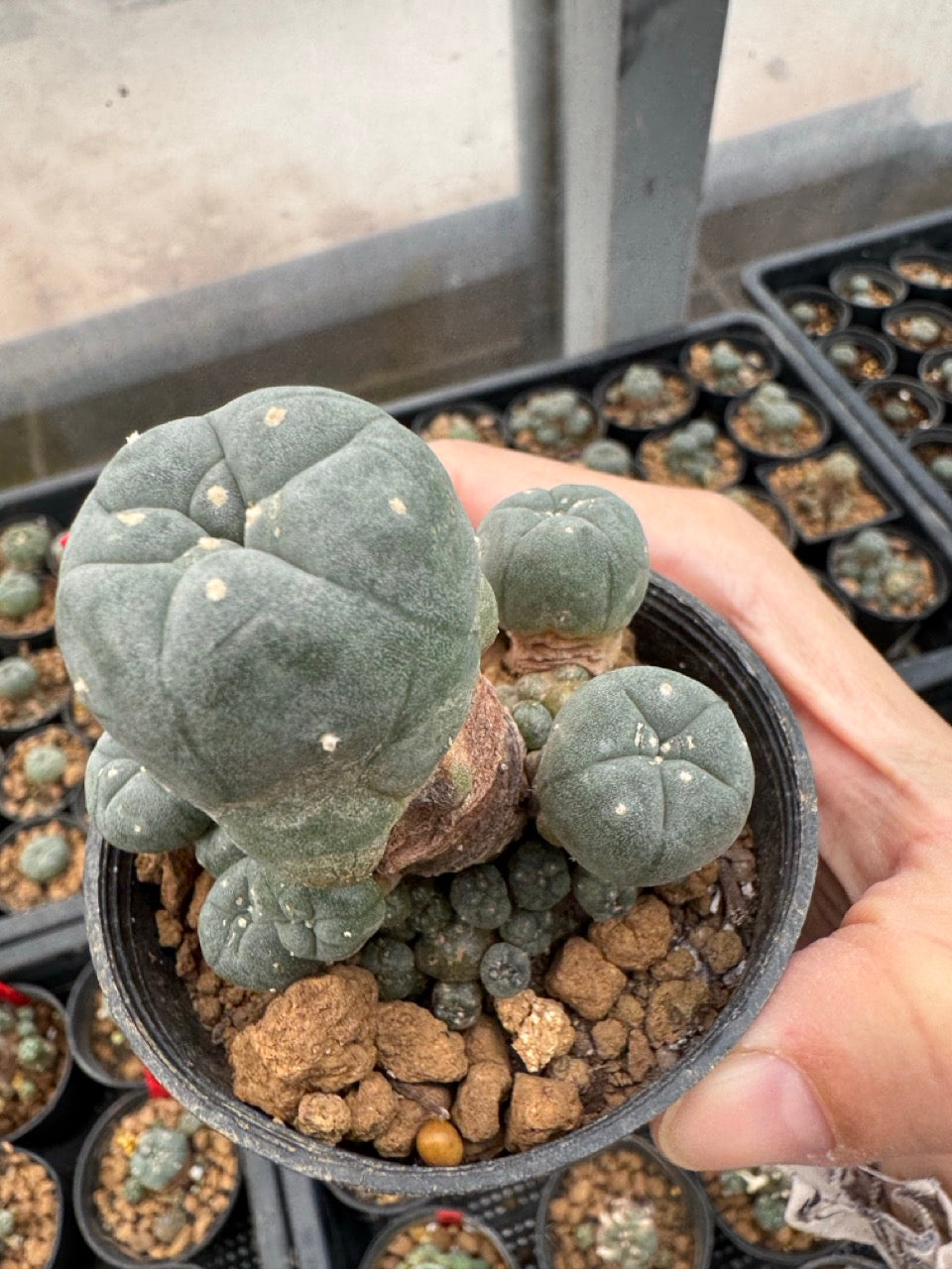 Lophophora williamsii – Peyote Cactus (3-4 cm, Own Root)