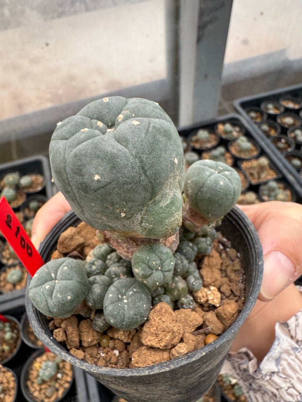 Lophophora williamsii – Peyote Cactus (3-4 cm, Own Root)