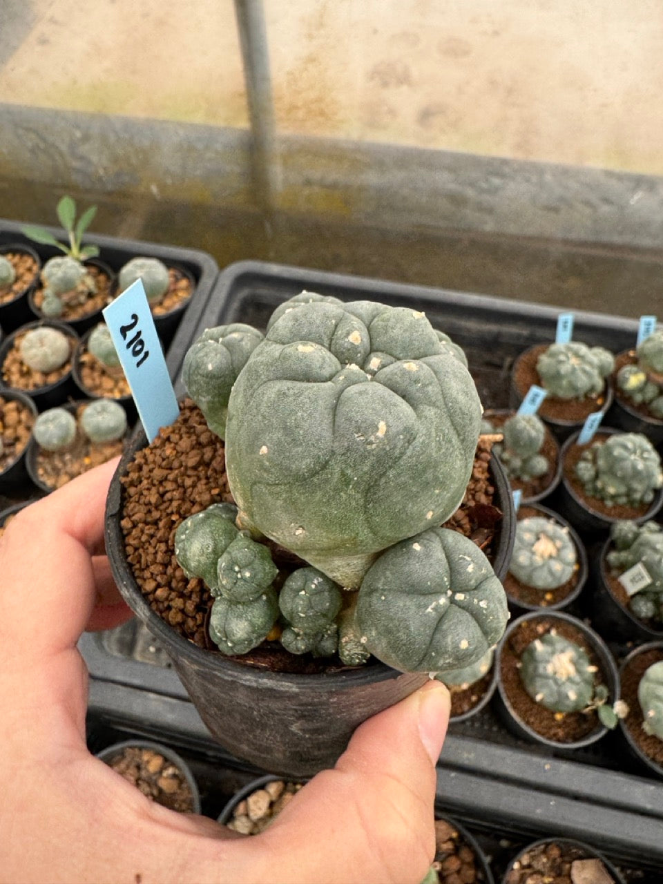 Lophophora williamsii – Peyote Cactus (3-4 cm, Own Root)