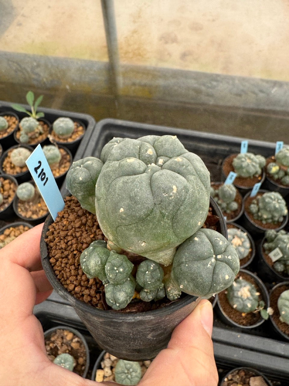 Lophophora williamsii – Peyote Cactus (3-4 cm, Own Root)