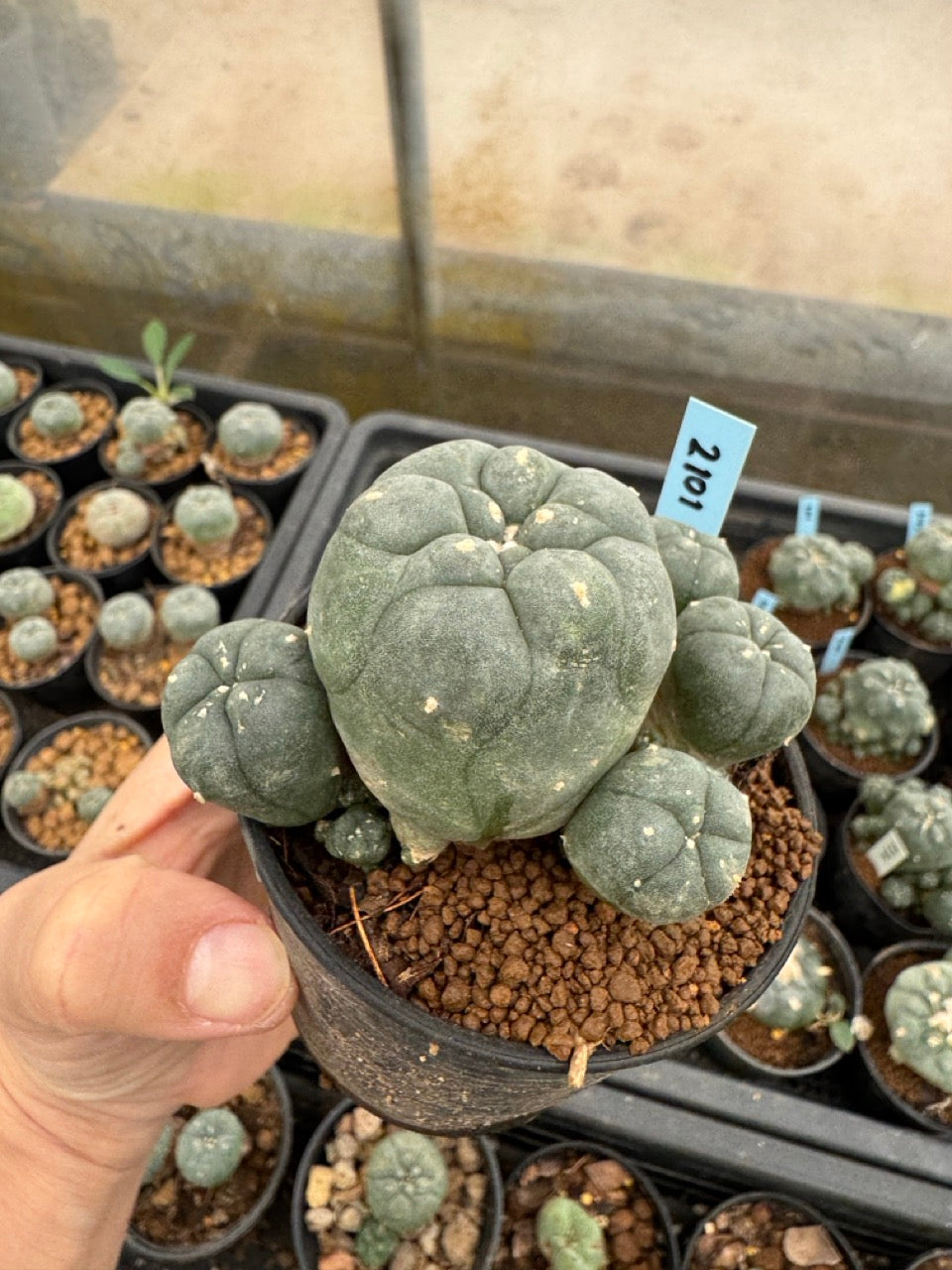 Lophophora williamsii – Peyote Cactus (3-4 cm, Own Root)