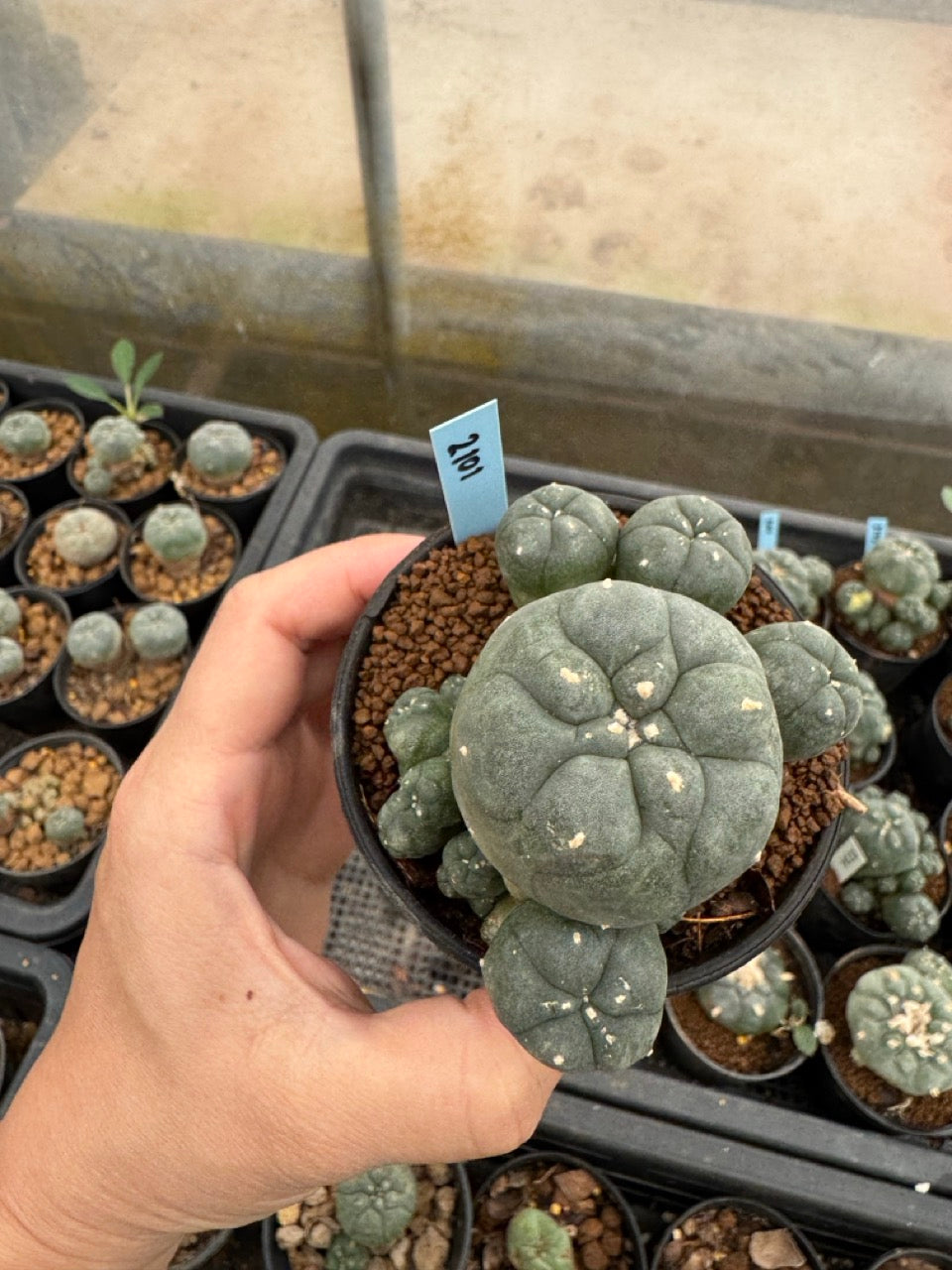 Lophophora williamsii – Peyote Cactus (3-4 cm, Own Root)