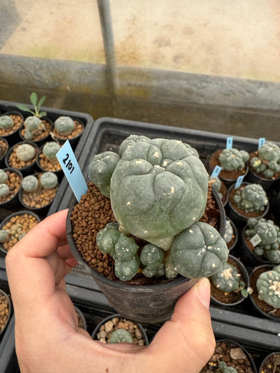 Lophophora williamsii – Peyote Cactus (3-4 cm, Own Root)