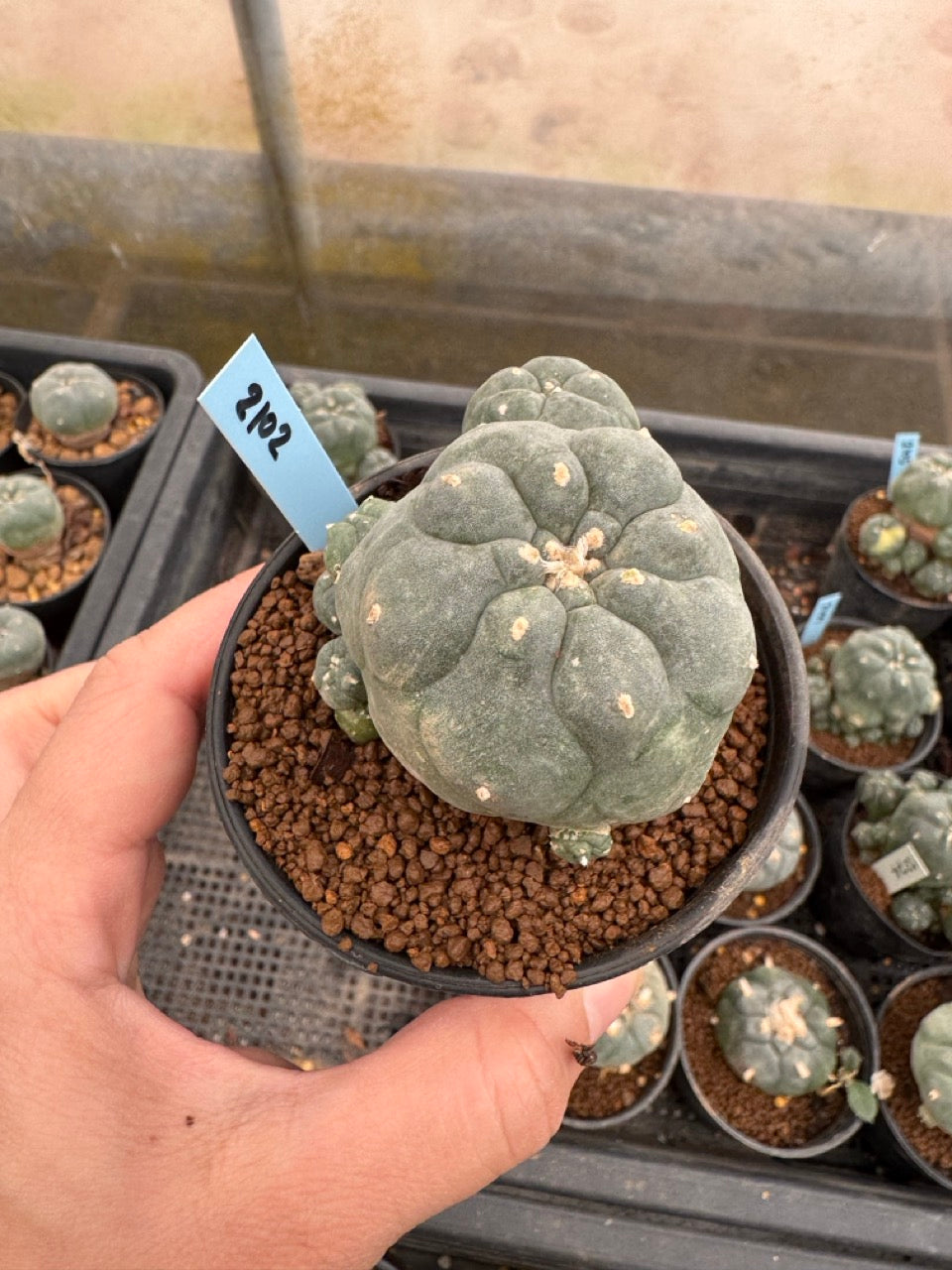 Lophophora williamsii – Peyote Cactus (3-4 cm, Own Root)