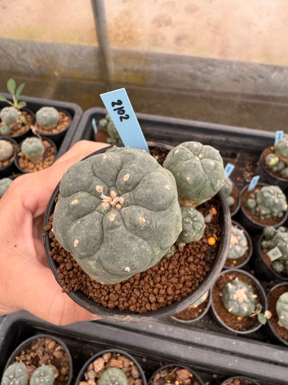 Lophophora williamsii – Peyote Cactus (3-4 cm, Own Root)
