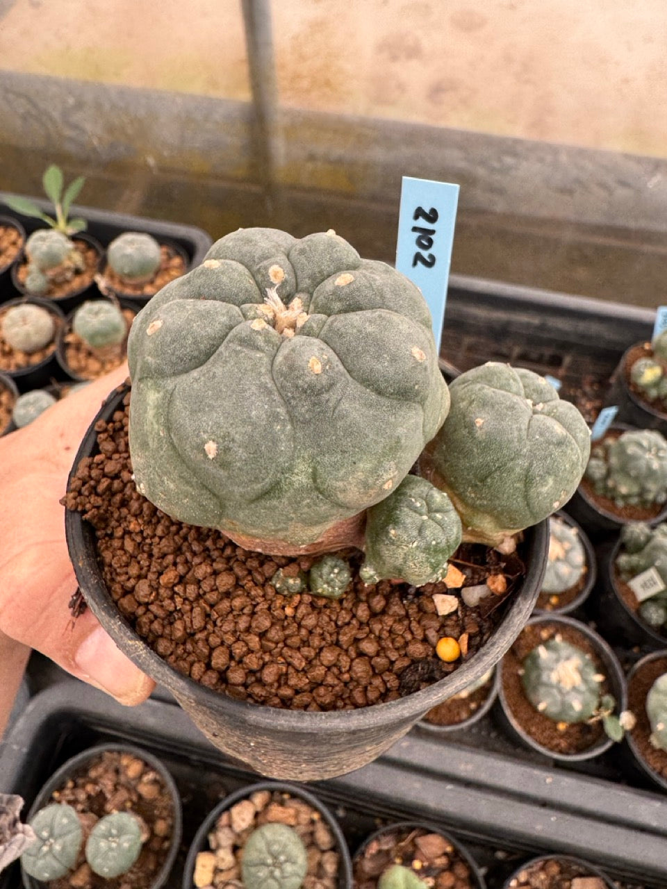 Lophophora williamsii – Peyote Cactus (3-4 cm, Own Root)