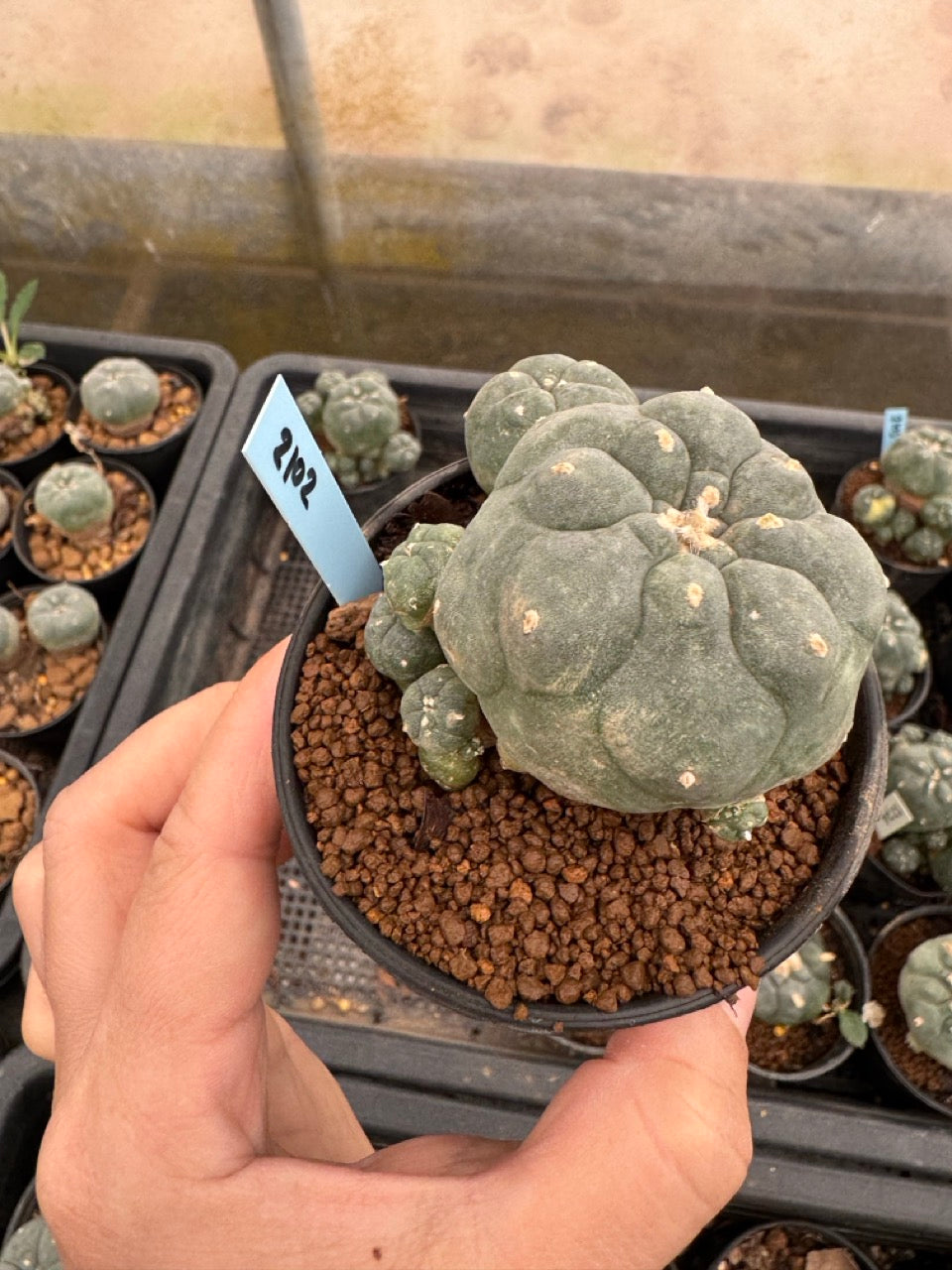 Lophophora williamsii – Peyote Cactus (3-4 cm, Own Root)