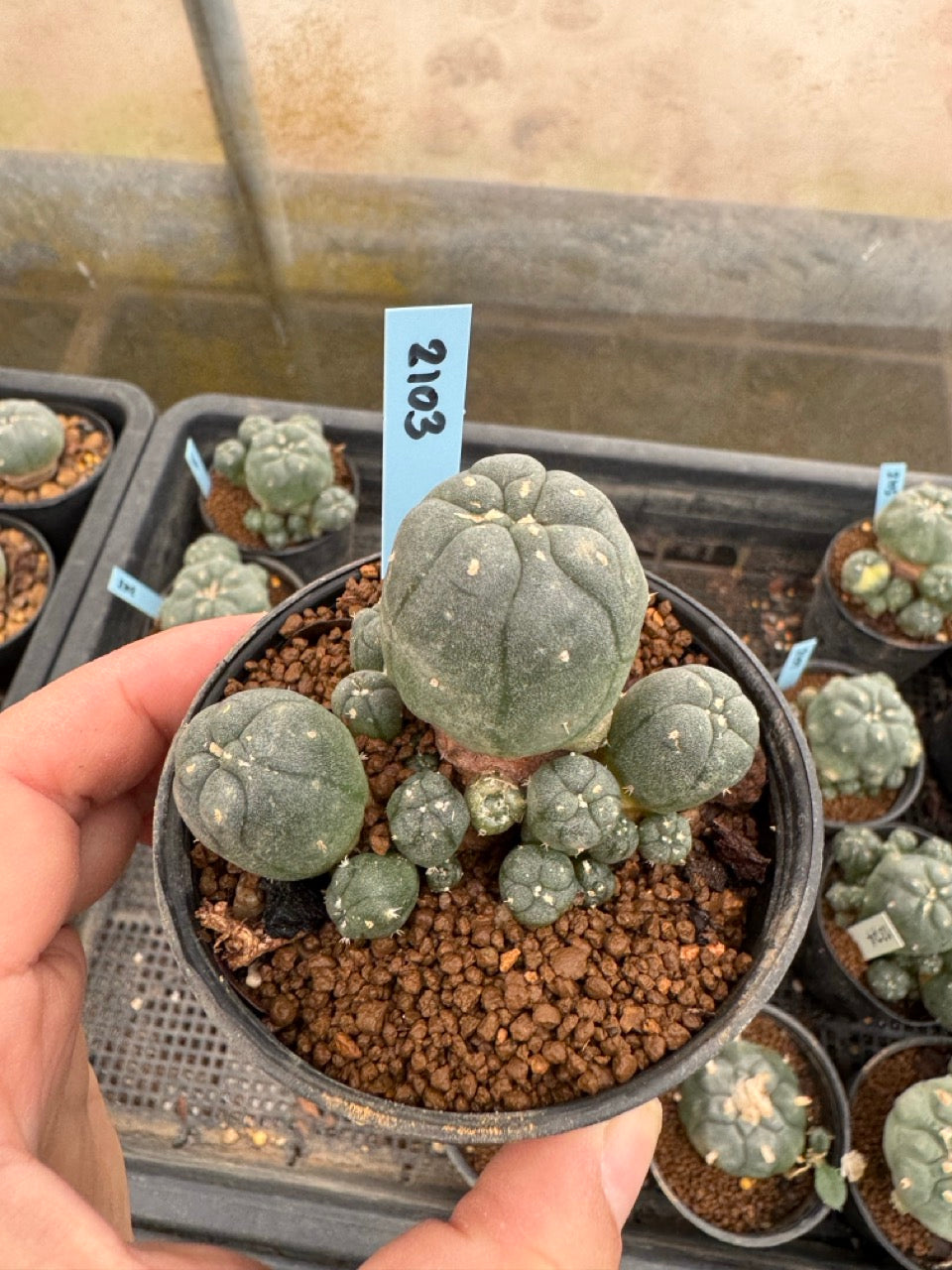 Lophophora williamsii – Peyote Cactus (3-4 cm, Own Root)
