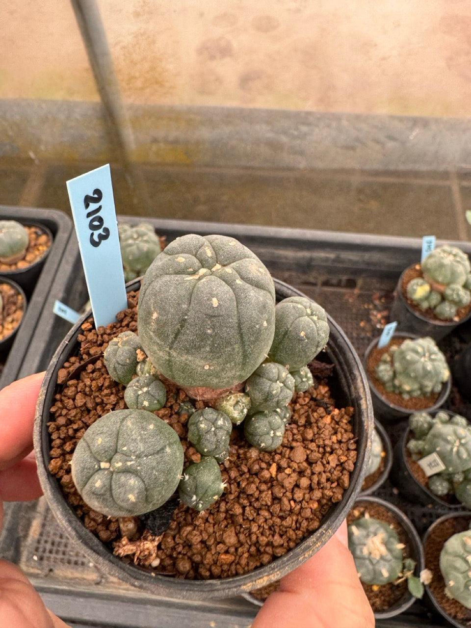 Lophophora williamsii – Peyote Cactus (3-4 cm, Own Root)