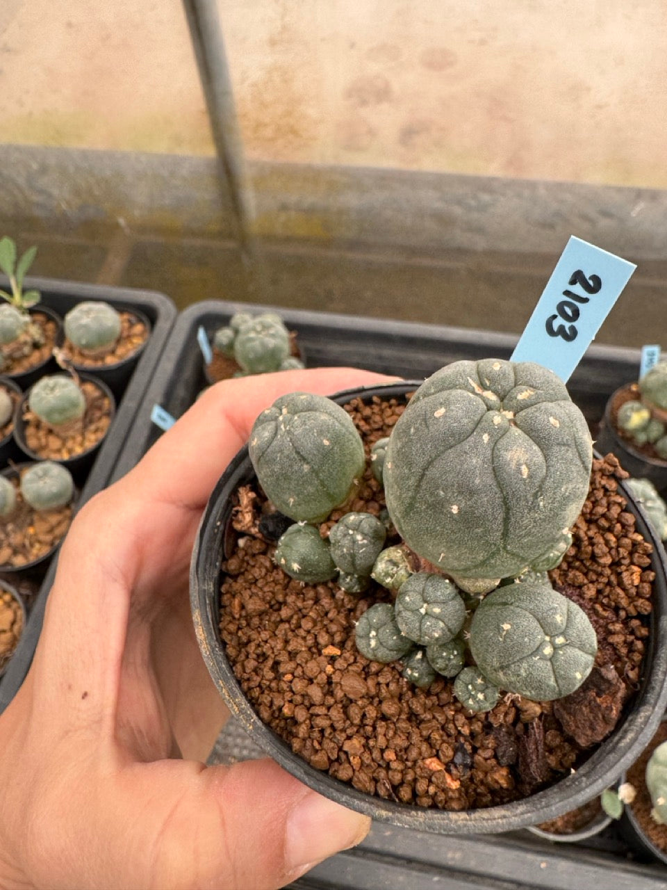 Lophophora williamsii – Peyote Cactus (3-4 cm, Own Root)