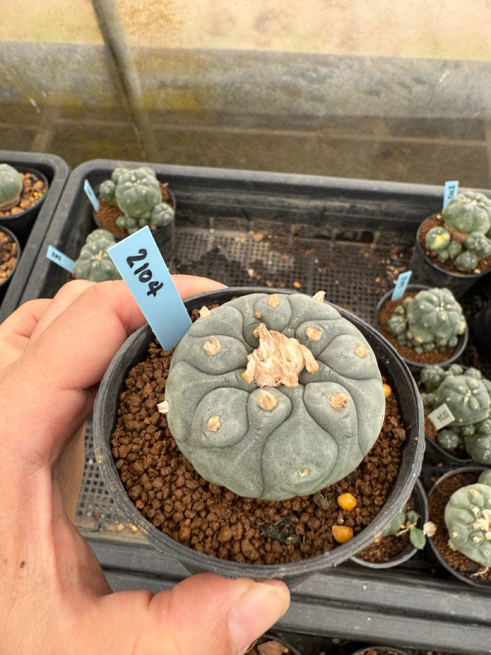 Lophophora williamsii – Peyote Cactus (3-4 cm, Own Root)