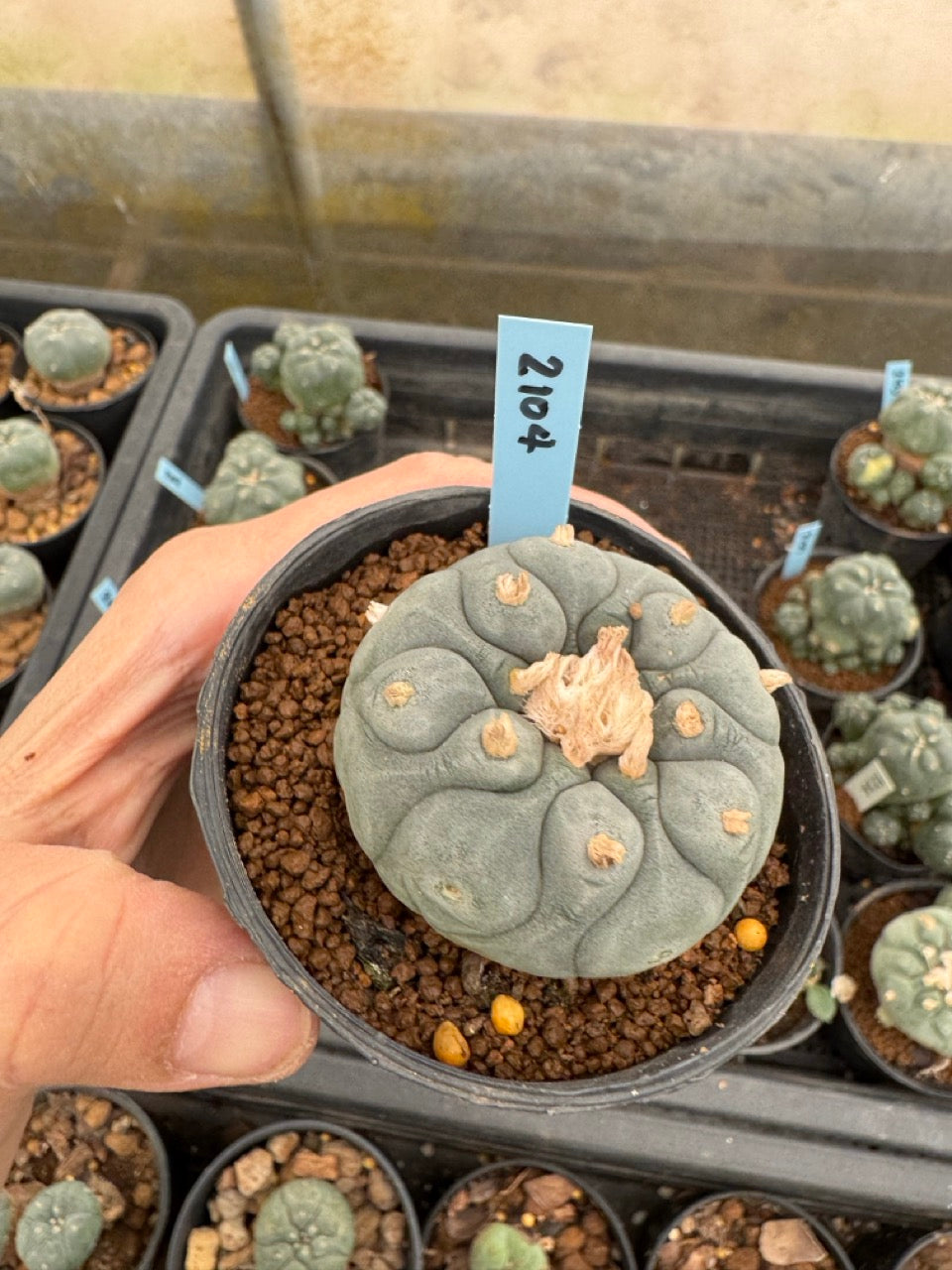 Lophophora williamsii – Peyote Cactus (3-4 cm, Own Root)