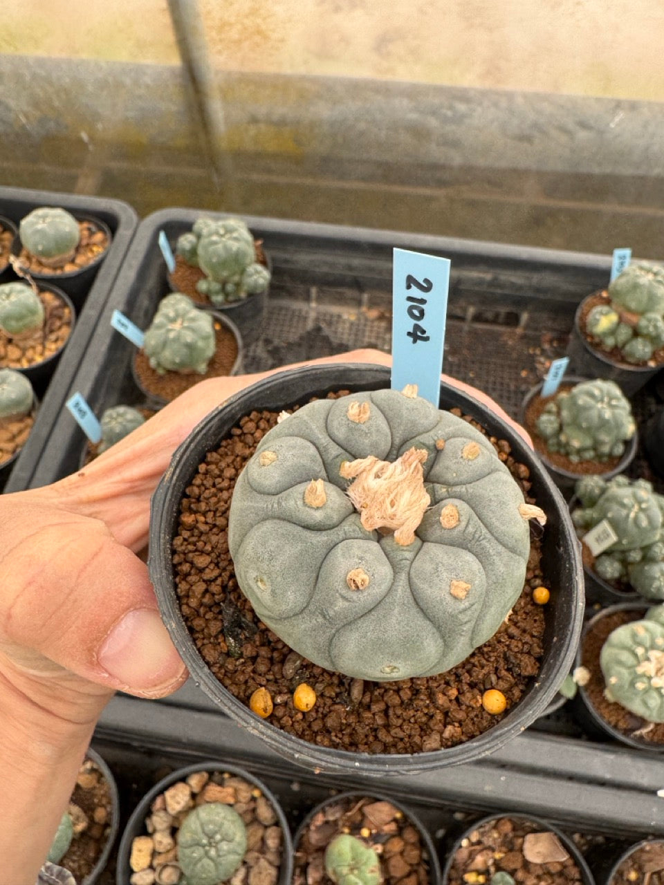 Lophophora williamsii – Peyote Cactus (3-4 cm, Own Root)