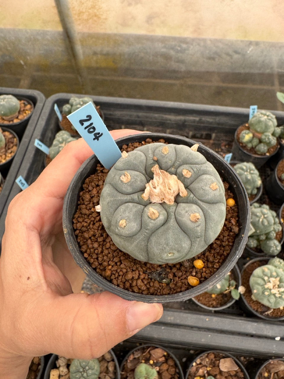 Lophophora williamsii – Peyote Cactus (3-4 cm, Own Root)