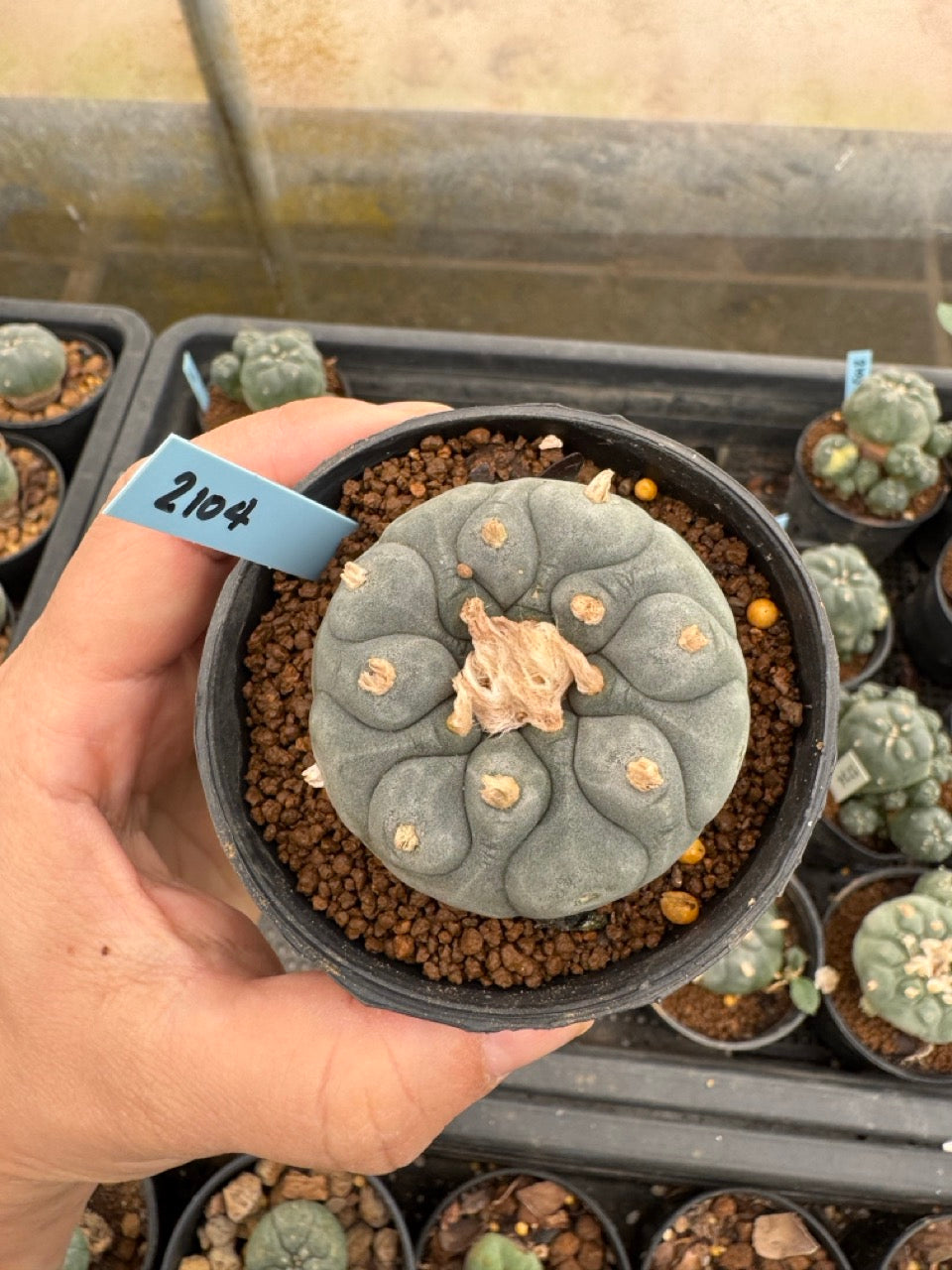Lophophora williamsii – Peyote Cactus (3-4 cm, Own Root)