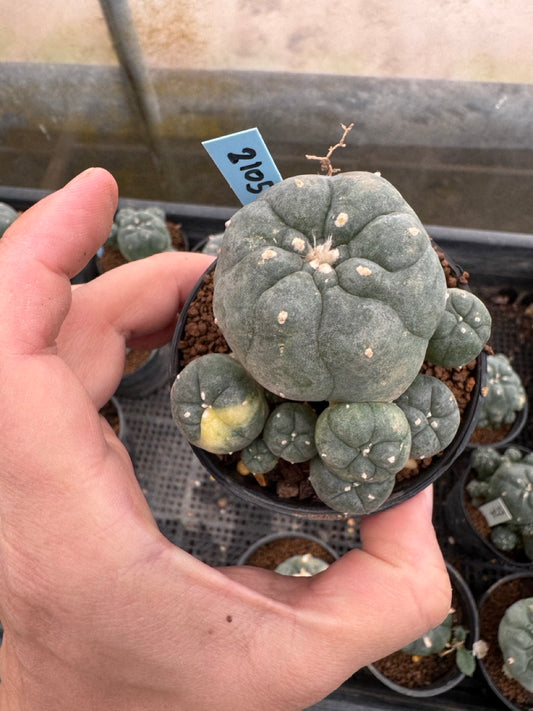 Lophophora williamsii – Peyote Cactus (3-4 cm, Own Root)