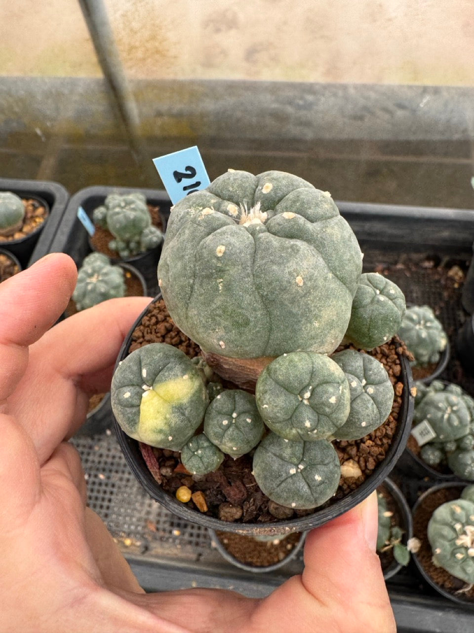 Lophophora williamsii – Peyote Cactus (3-4 cm, Own Root)