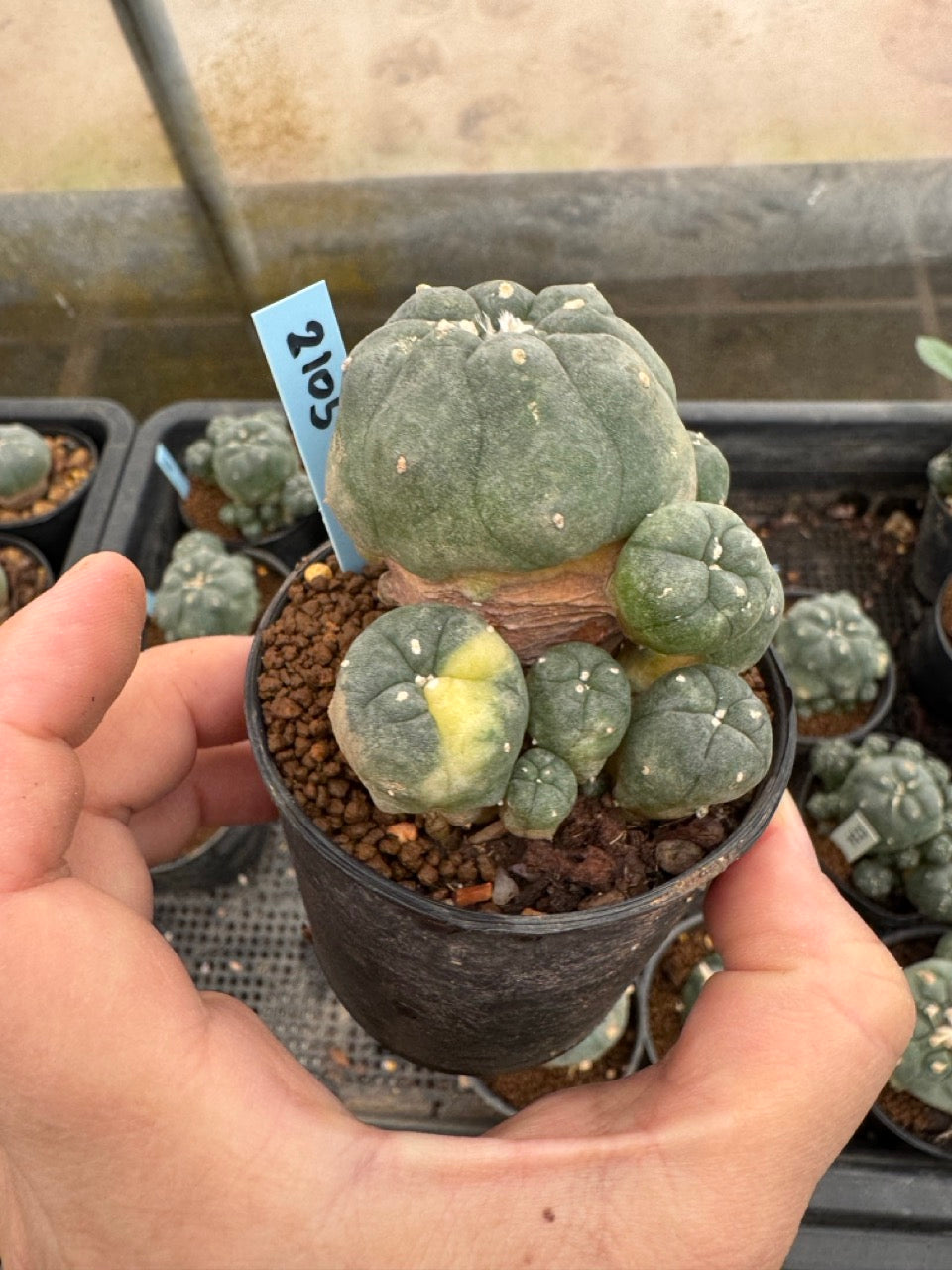 Lophophora williamsii – Peyote Cactus (3-4 cm, Own Root)