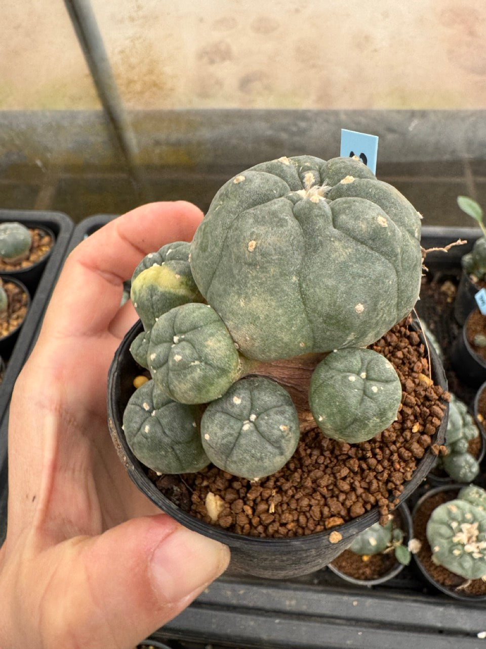 Lophophora williamsii – Peyote Cactus (3-4 cm, Own Root)