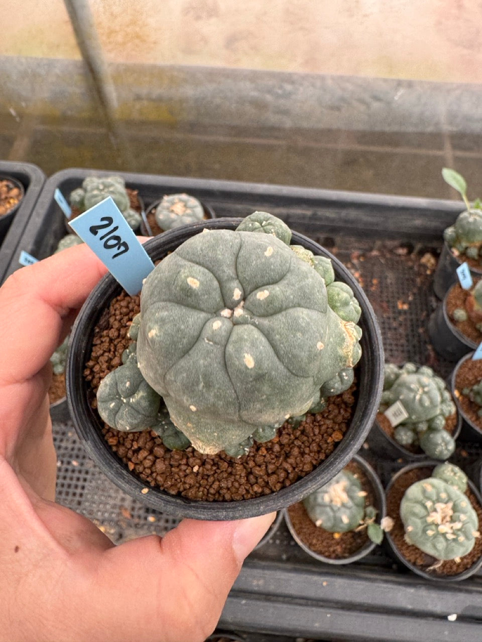 Lophophora williamsii – Peyote Cactus (3-4 cm, Own Root)