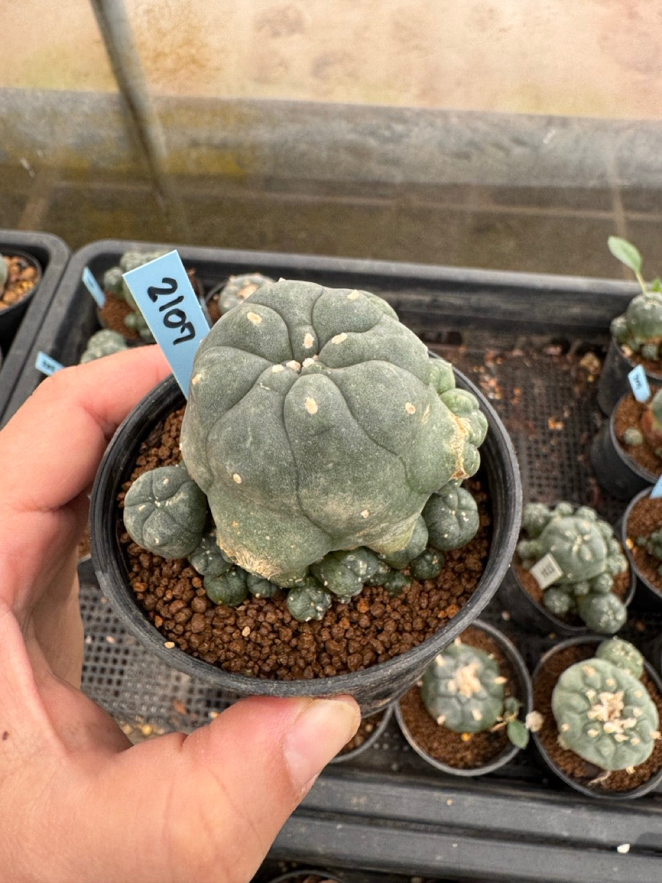 Lophophora williamsii – Peyote Cactus (3-4 cm, Own Root)