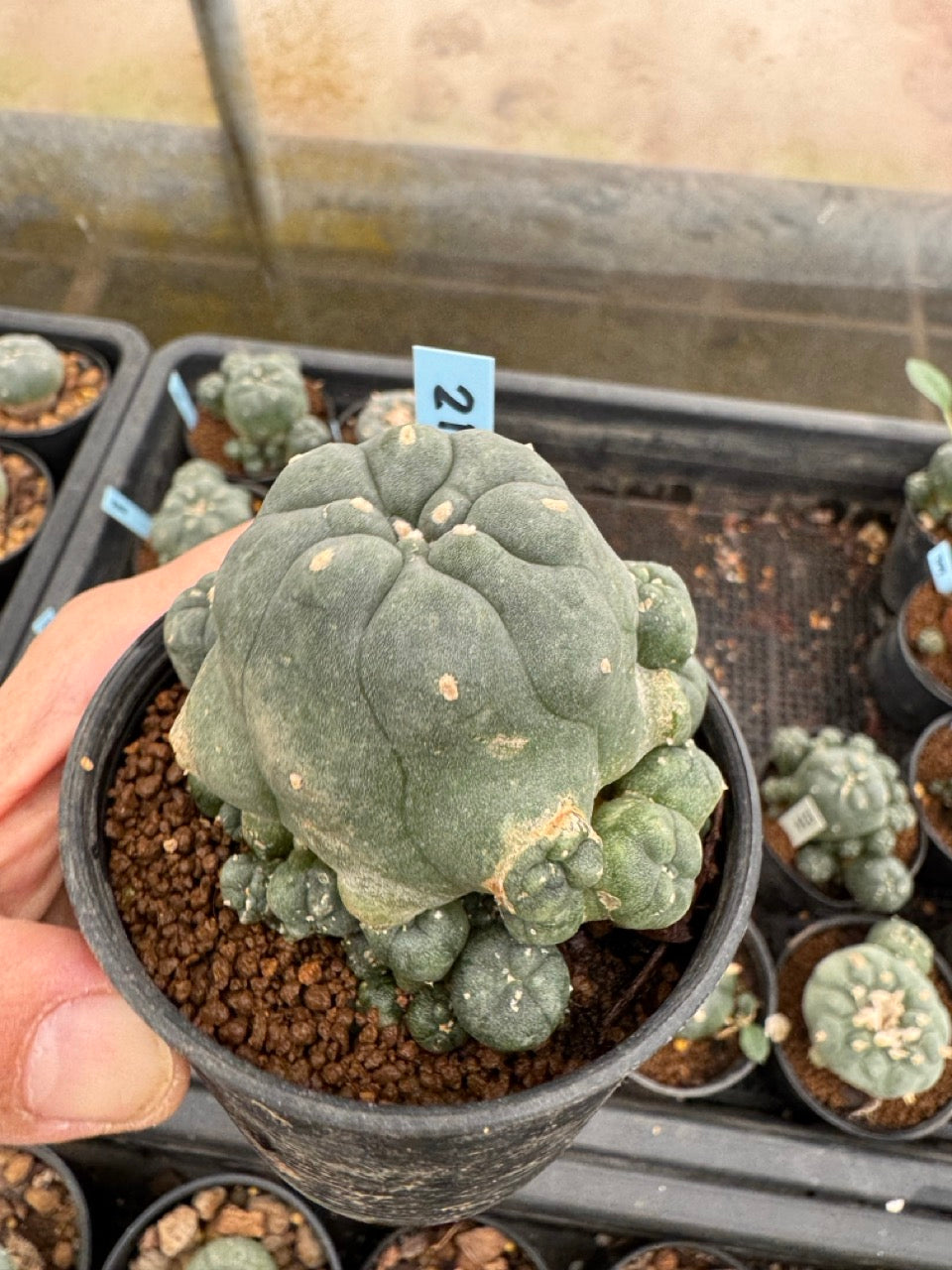 Lophophora williamsii – Peyote Cactus (3-4 cm, Own Root)