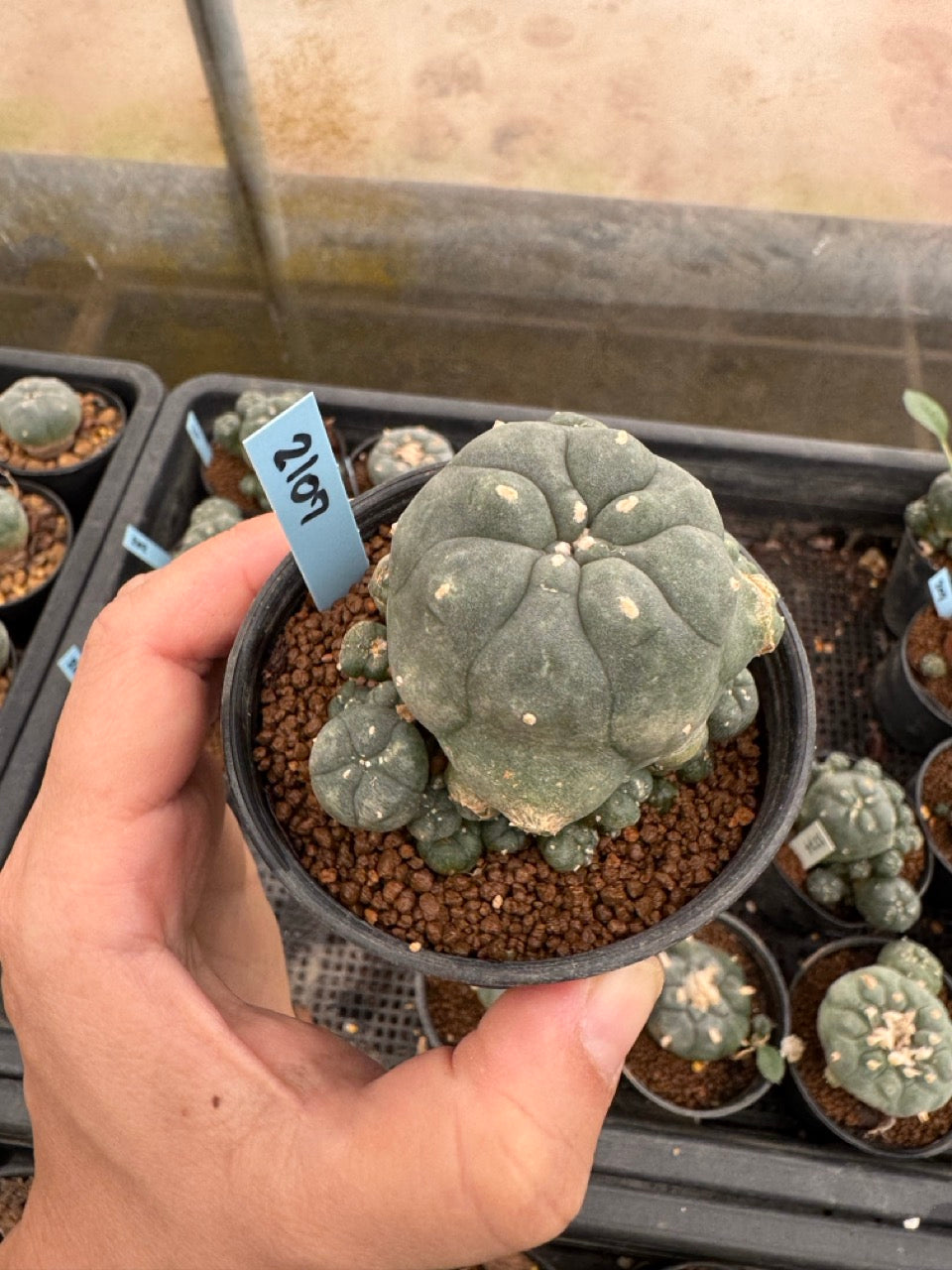 Lophophora williamsii – Peyote Cactus (3-4 cm, Own Root)