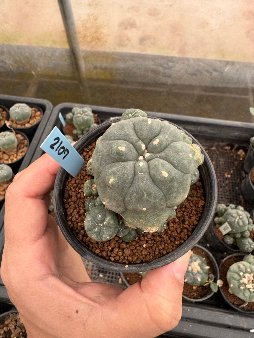 Lophophora williamsii – Peyote Cactus (3-4 cm, Own Root)