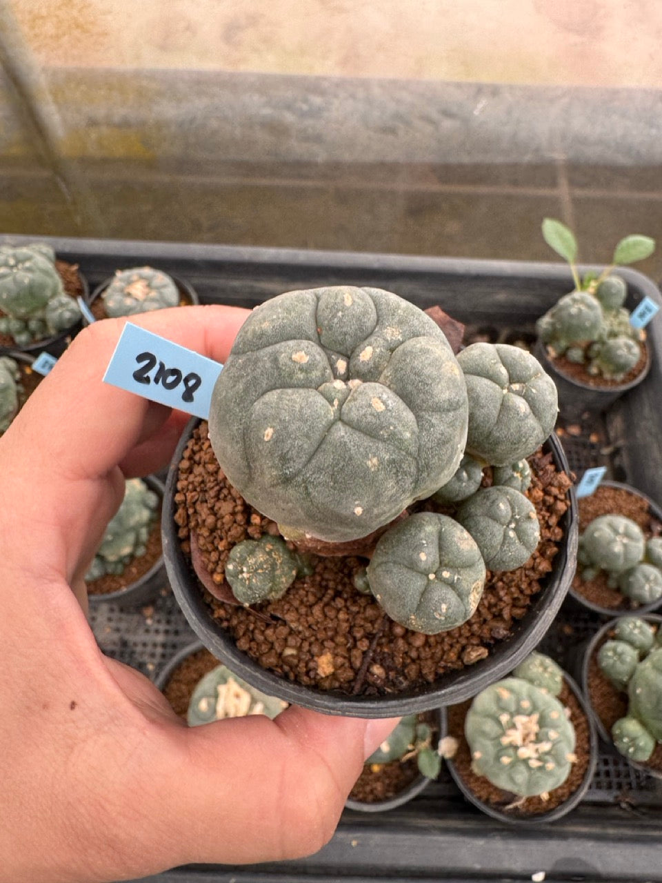 Lophophora williamsii – Peyote Cactus (3-4 cm, Own Root)