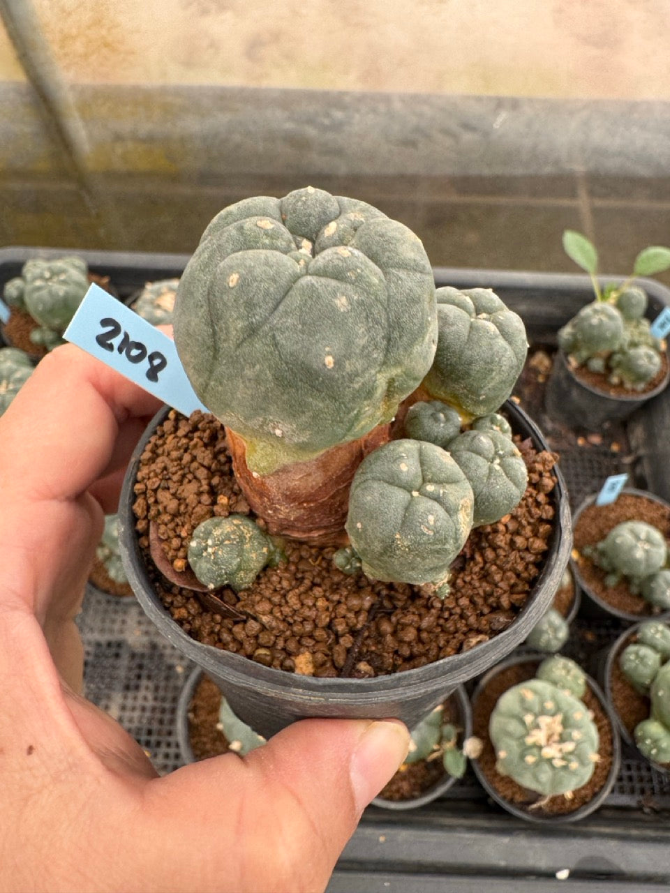 Lophophora williamsii – Peyote Cactus (3-4 cm, Own Root)