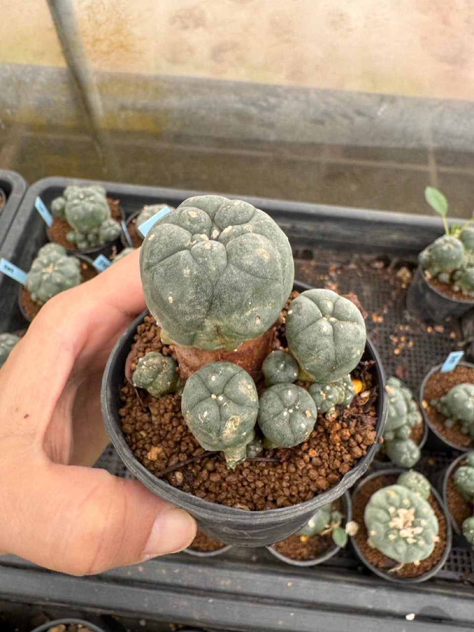 Lophophora williamsii – Peyote Cactus (3-4 cm, Own Root)