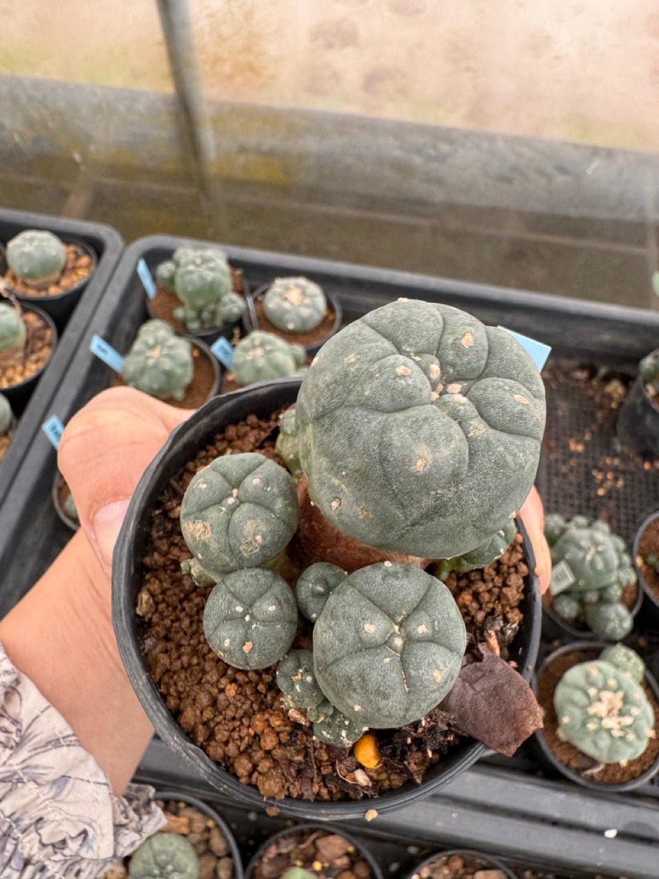 Lophophora williamsii – Peyote Cactus (3-4 cm, Own Root)