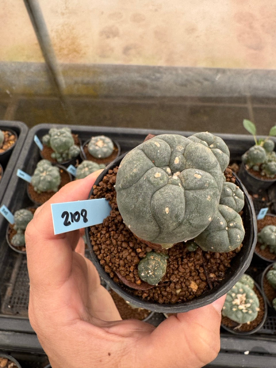 Lophophora williamsii – Peyote Cactus (3-4 cm, Own Root)